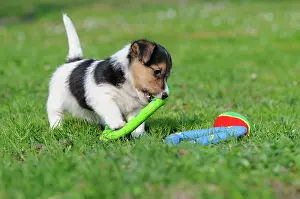 Toys: Jack Russell Terrier puppy playing with toys on