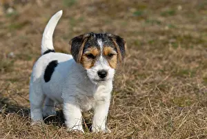 Younger: Jack Russell Terrier puppy standing in a meadow