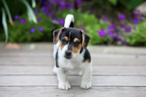 Singly: Jack Russell Terrier, puppy standing on wooden floor
