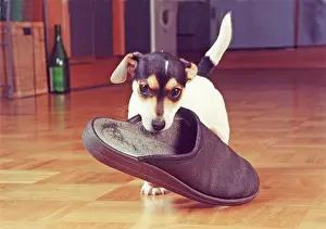 Slipper: Jack Russell Terrier retrieves slipper, Germany