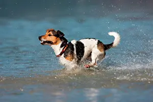 Leap: Jack Russell Terrier running in water, North Tyrol