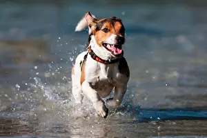 Leap: Jack Russell Terrier running in water, North Tyrol