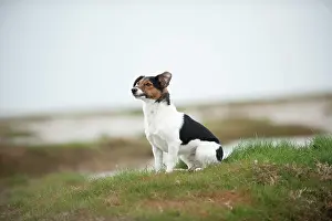 Wildlif: Jack Russell Terrier sitting on the beach