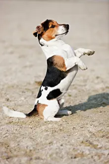 Anim: Jack Russell Terrier sitting up begging, Austria