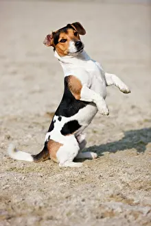 Anim: Jack Russell Terrier sitting up begging, Austria