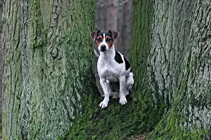 Fork: Jack Russell Terrier sitting in fork of a tree