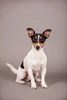 Peop: Jack Russell Terrier, sitting, Germany, Europe