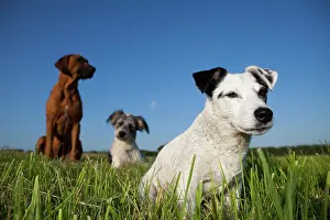 Differently: Jack Russell Terrier sitting in a meadow in front