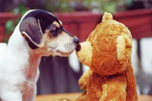 Ribbon: Jack Russell Terrier sniffs Teddy, Germany, Europe