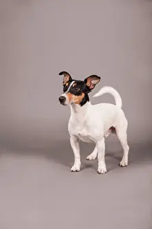 Peopl: Jack Russell Terrier, standing, Germany, Europe