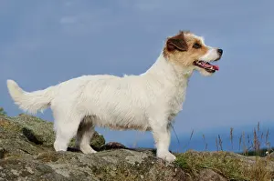 Wate: Jack Russell Terrier, standing on rocks
