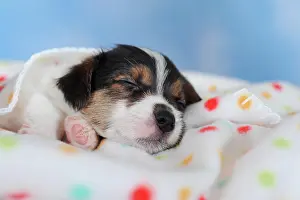 Cuddle: Jack Russell Terrier, tricolor, puppy 5 weeks, sleeps