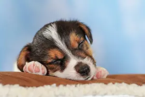 Cuddle: Jack Russell Terrier, tricolor, puppy 5 weeks, sleeping