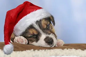 Silent: Jack Russell Terrier, tricolor, puppy 5 weeks