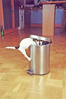 Positive: Jack Russell Terrier tries to raid the trash can