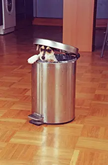 Positive: Jack Russell Terrier tries to raid the trash can