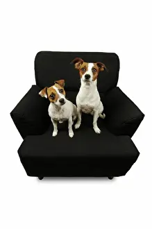 Seating: Two jack russell terriers sitting on a black chair