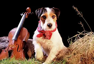 Gypsy: JACK RUSSELL - wearing gypsy scarf with violin