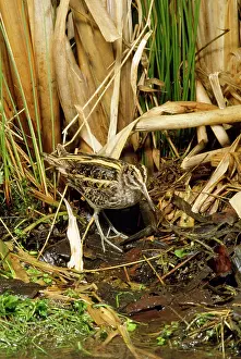 Snipes: JACK SNIPE