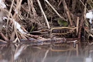 Ditch: Jack Snipe