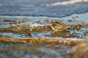 Meijendel: Jack Snipe