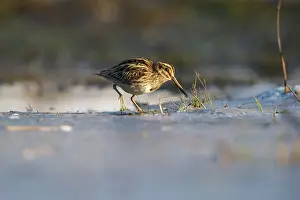 Meijendel: Jack Snipe