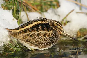 Meijendel: Jack Snipe