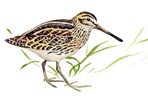 Minimus: Jack Snipe