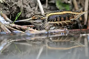 Ditch: Jack Snipe