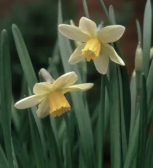 Daffodils: Jack Snipe daffodil
