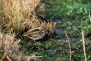 Snipes: JACK SNIPE - on muddy grass