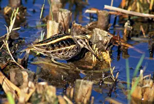 Snipes: JACK SNIPE - AT WATERS EDGE