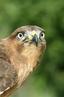 Rufofuscus: Jackal buzzard - close-up of face showing beak
