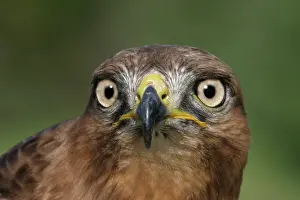 Rufofuscus: Jackal buzzard - close-up of face showing beak