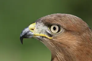 Rufofuscus: Jackal buzzard - close-up of face showing side view of beak