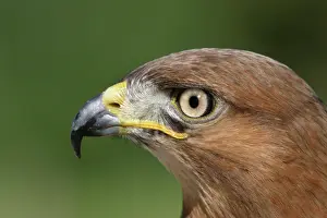 Rufofuscus: Jackal Buzzard - close-up of head