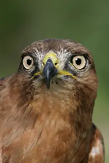 Rufofuscus: Jackal Buzzard - close-up of head