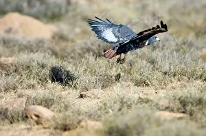 Rufofuscus: Jackal Buzzard - flying low in pursuit of prey