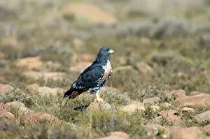 Rufofuscus: Jackal Buzzard - using stone as viewpoint for hunting prey