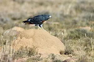 Rufofuscus: Jackal Buzzard - using termite mound as viewpoint