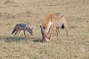 Hyaena: Jackal (Canis mesomelas) harassing Spotted Hyaena