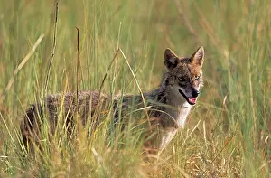 Aureus: Jackal in the grassland