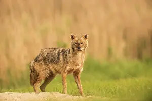 Jackal: Jackal - standing- tail down - Romania