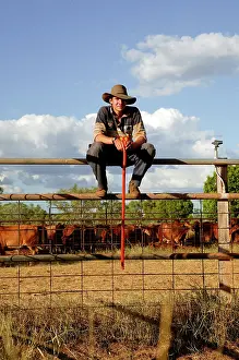 Mustering: Jackaroo having a rest during mustering. Bushy