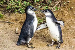 Jackass: Jackass, african penguins (Spheniscus demersus)