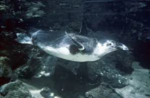 Jackass: Jackass Penguin underwater