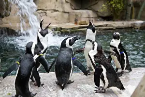 Braying: Jackass Penguins
