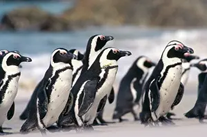 Jackass: Jackass Penguins - raft coming ashore after hunting