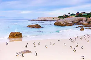 Jackass: Jackass penguins (Spheniscus demersus) on a beach