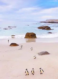 Jackass: Jackass penguins (Spheniscus demersus) on a beach